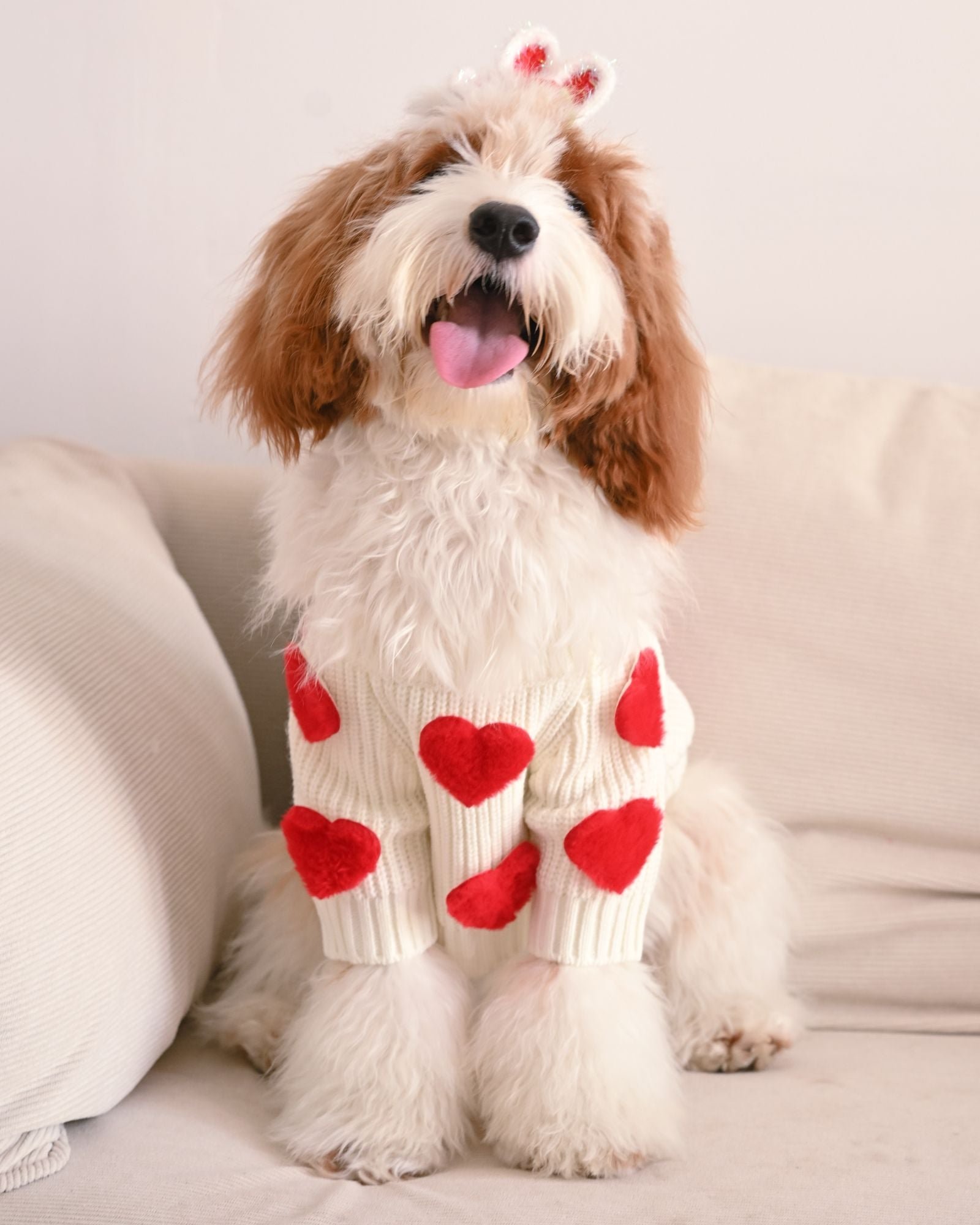 Pet Accessories